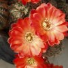 Rebutia_gracilispina_2